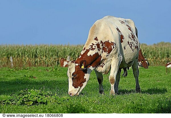 Deutsches Holstein-Rind auf Weide  Nordrhein-Westfalen  Rotbuntes Hausrind  Deutsche Holstein  Kuh  Kühe  Deutschland  Europa
