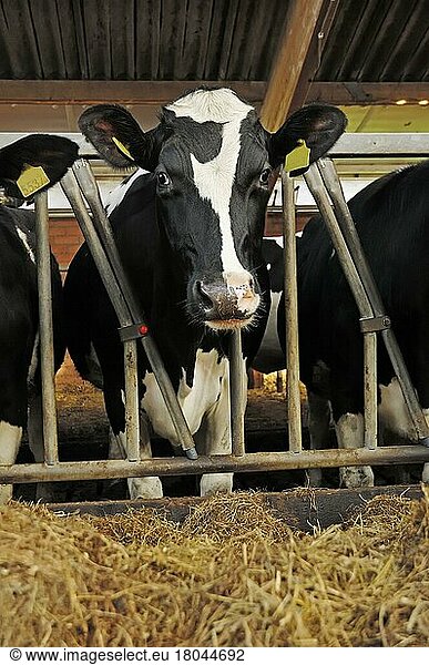 Deutsches Holstein-Rind im Stall  Schwarzbuntes Hausrind  Deutsche Holstein  Kuh  Kühe