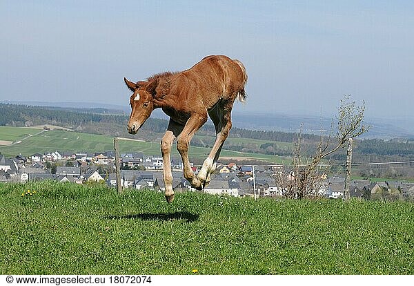 Deutsches Warmblut  Fohlen  Deutsches Reitpferd  Buckeln  freistellbar