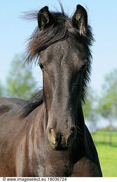 Deutsches Warmblut  Fohlen  Stutfohlen  Deutsches Warmblutpferd  Rappe