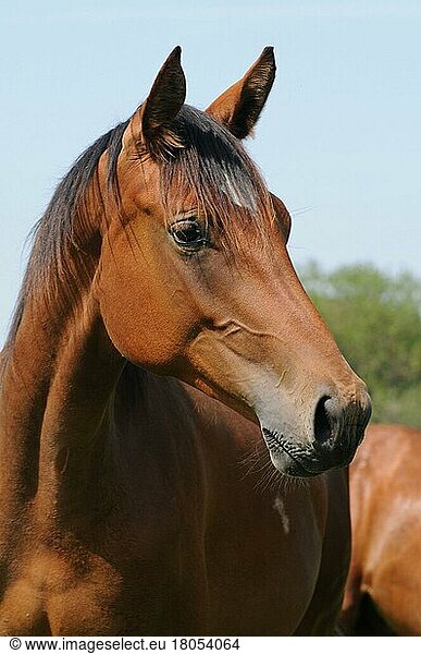 Deutsches Warmblut  Jährlingshengst  Brauner  Hengstjaehrling  Deutsches Reitpferd