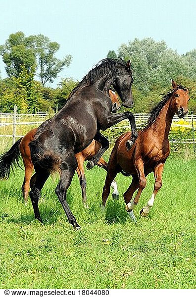 Deutsches Warmblut  Jährlingshengste  Hengstjaehrlinge  Deutsches Reitpferd  Hengst