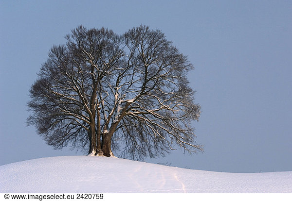 Deutschland,  Bayern,  Einzelbuche (Fagus sylvatica) im Winter