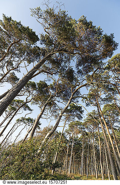 Deutschland, Darss, Tiefblick auf den Wald