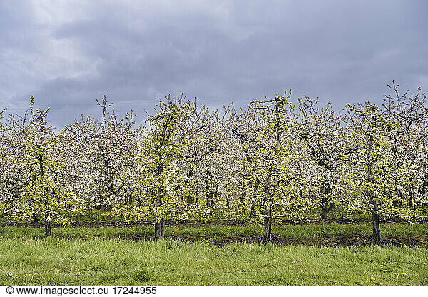 Deutschland  Altes Land  Blühende Obstbäume im Obstgarten im Frühling