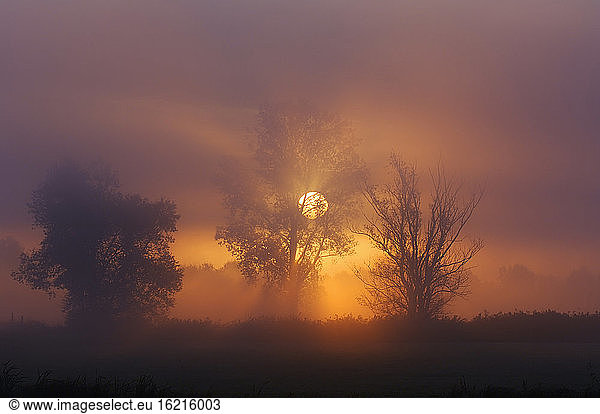 Deutschland  Altmühlsee  Sonnenlicht durch Nebel und Bäume