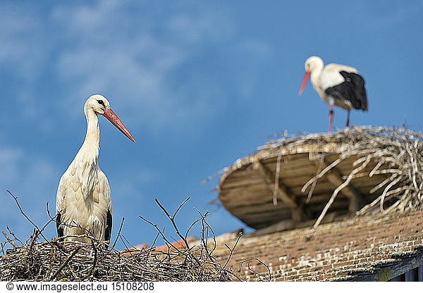 Deutschland  Baden-Württemberg  Bodensee  Salem  Weißstörche im Nest