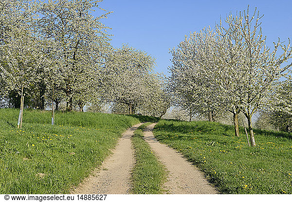 Deutschland  Baden-Württemberg  Ländliche Straße durch Kirschbaumplantagen