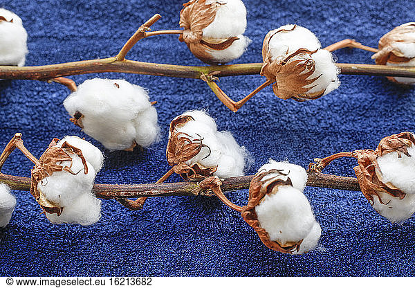 Deutschland  Baumwollpflanze auf blauem Handtuch