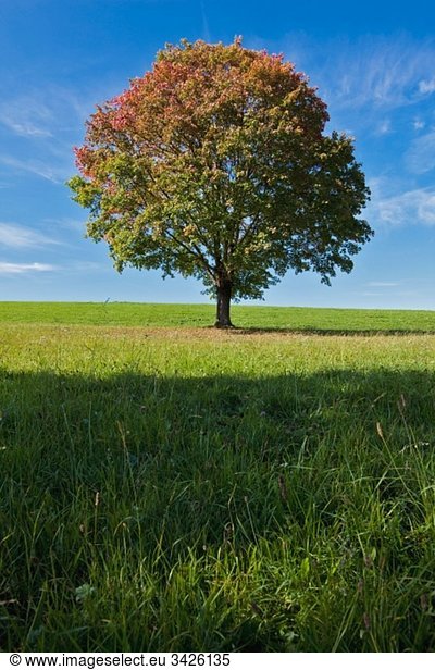 Deutschland Bayern Ahorn im Feld