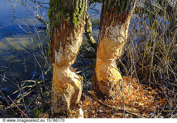 Deutschland Bayern Biberabdrücke auf Bäumen am Ufer des Ammersees