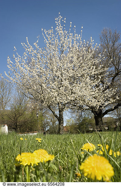 Deutschland  Bayern  Blick auf blühenden Apfelbaum