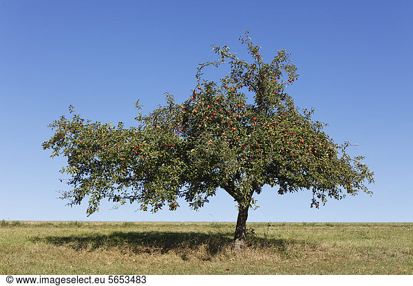 Deutschland  Bayern  Blick auf den Apfelbaum