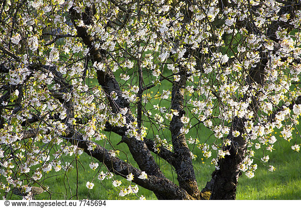 Deutschland  Bayern  Blick auf Kirschblüten im Frühjahr