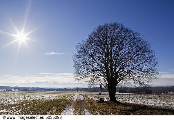 Deutschland Bayern Blick auf nackten Baum mit Kreuz in der Nähe der Schneepiste