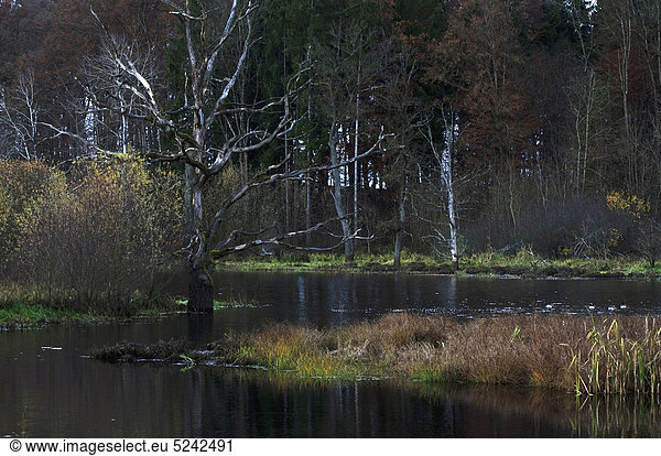 Deutschland Bayern Blick auf toten Baum im Moor