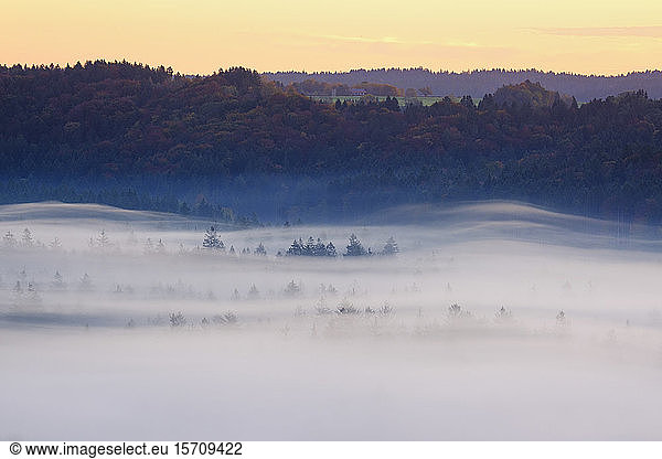 Deutschland  Bayern  Dichter Morgennebelschleierwald im Naturschutzgebiet Isarauen