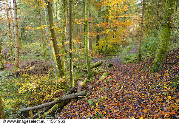 Deutschland  Bayern  Geretsried  Auwaldweg im Herbst