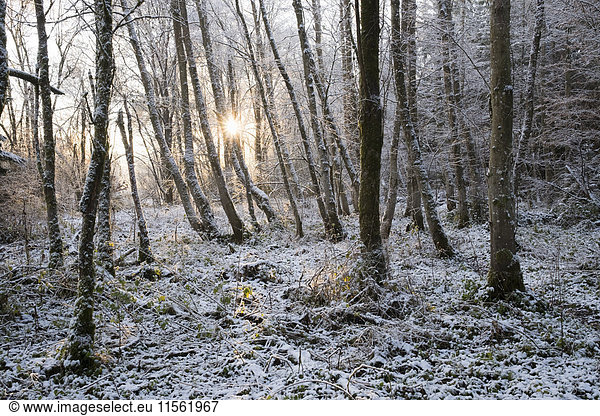Deutschland Bayern Geretsried Schnee im Auwald bei Sonnenaufgang