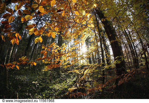 Deutschland  Bayern  Naturschutzgebiet Isarauen  Rotbuche im Herbstwald