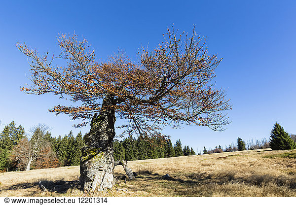 Deutschland  Bayern  Niederbayern  Nationalpark Bayerischer Wald  Hochschachten  sehr alte Buche