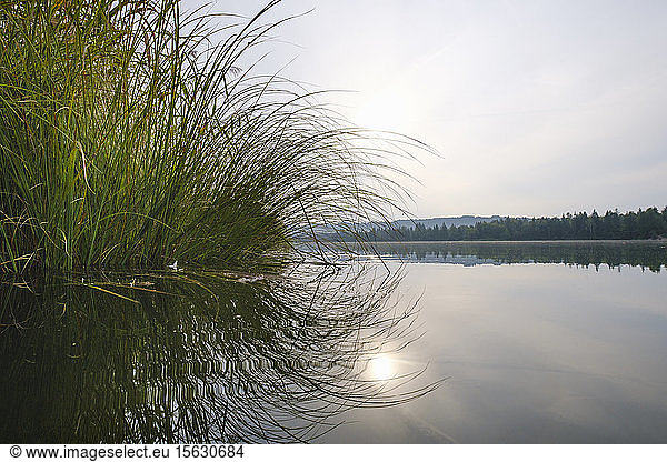Deutschland Bayern Oberbayern Naturschutzgebiet Isarauen Ickinger-Stausee hohes Gras am Seeufer