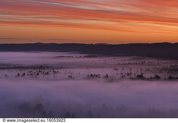 Deutschland  Bayern  Pupplinger Au  Wald in dichten Nebel gehüllt bei stimmungsvoller Dämmerung