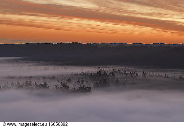 Deutschland  Bayern  Pupplinger Au  Wald in dichten Nebel gehüllt bei stimmungsvoller Dämmerung