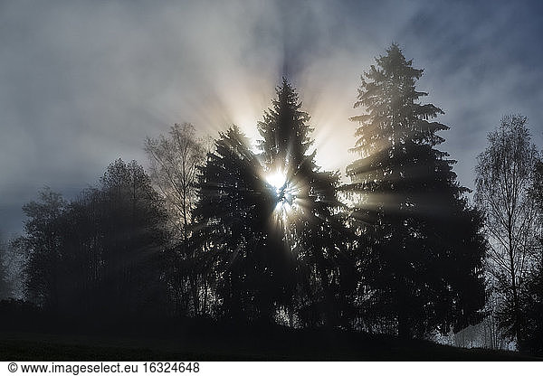 Deutschland  Bayern  Sonnenaufgang im Bayerischen Wald