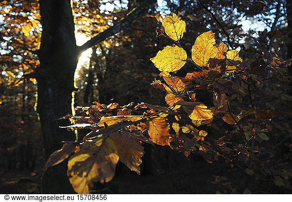 Deutschland  Bayern  Sonnenbeschienenes Laub im Herbstwald