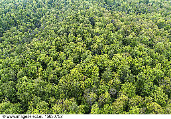 Deutschland  Bayern  Steigerwald  Luftaufnahme eines ausgedehnten Laubwaldes im zeitigen Frühjahr