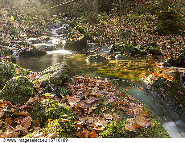 Deutschland  Bayern  Strom im Bayerischen Wald im Herbst