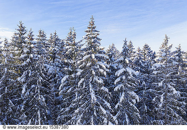 Deutschland  Bayern  verschneiter Fichtenwald
