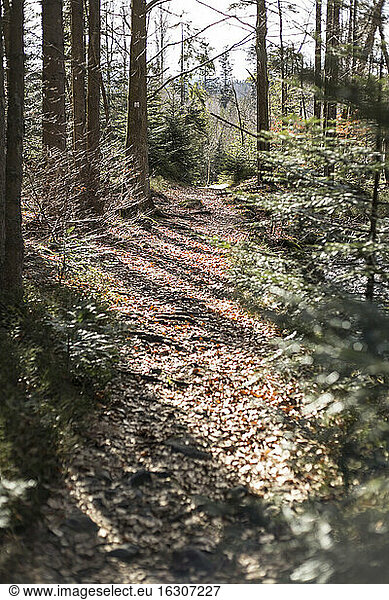 Deutschland  Bayern  Waldweg im Sonnenlicht