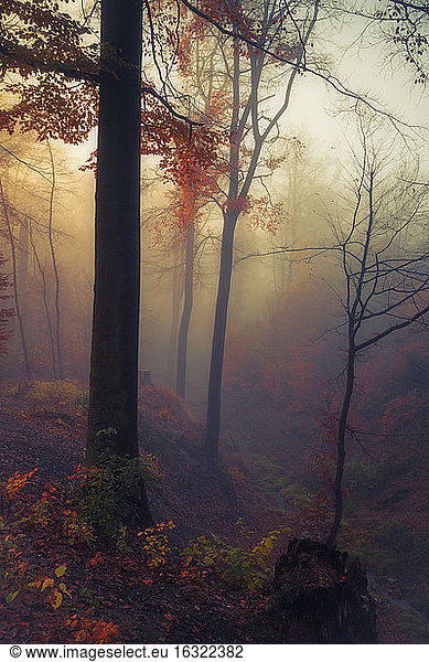 Deutschland  bei Wuppertal  Laubwald im Herbst