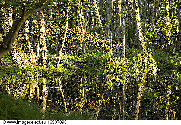 Deutschland  Blick auf das Naturschutzgebiet Moor
