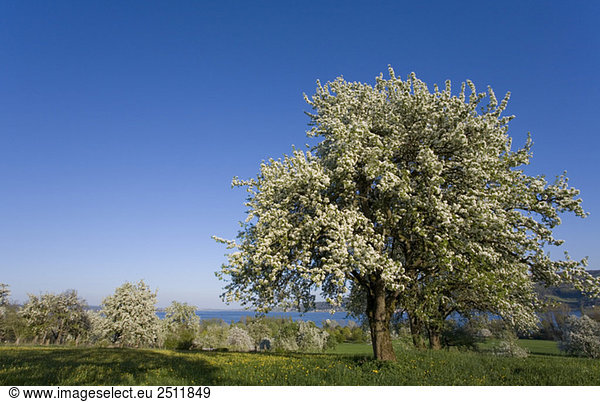 Deutschland  Bodensee  Hoeri  Blütezeit