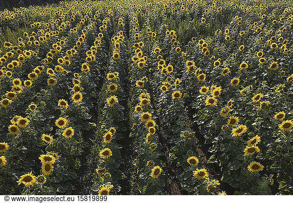 Deutschland  Brandenburg  Drohnenansicht von im Feld blühenden Sonnenblumen