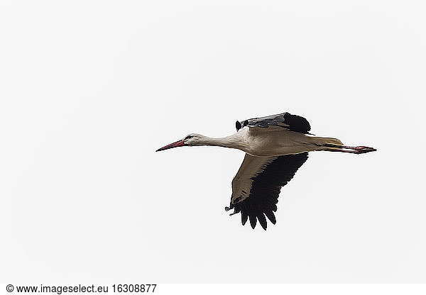 Deutschland  Fliegender Storch