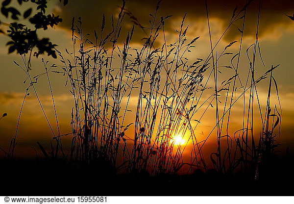 Deutschland  Gras gegen untergehende Sonne