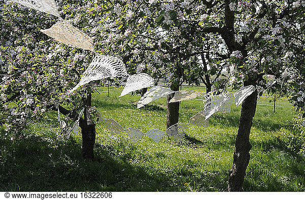 Deutschland  Hamburg  Teile von alten gehäkelten Tischdecken hängen zwischen blühenden Apfelbäumen