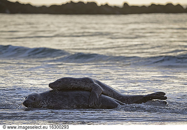 Deutschland  Helgoland  Kegelrobben (Halichoerus grypus) spielen