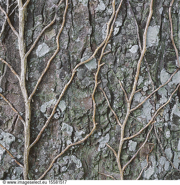 Deutschland Kletterpflanze am Baum