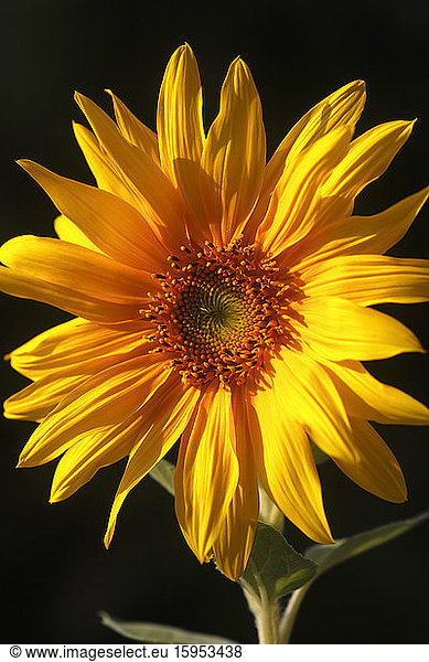 Deutschland  Kopf der blühenden Sonnenblume