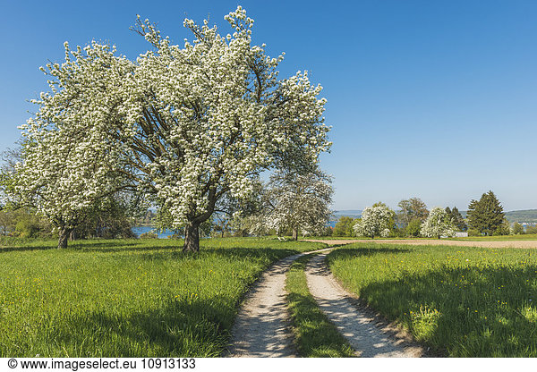 Deutschland  Landkreis Konstanz  blühender Obstbaum