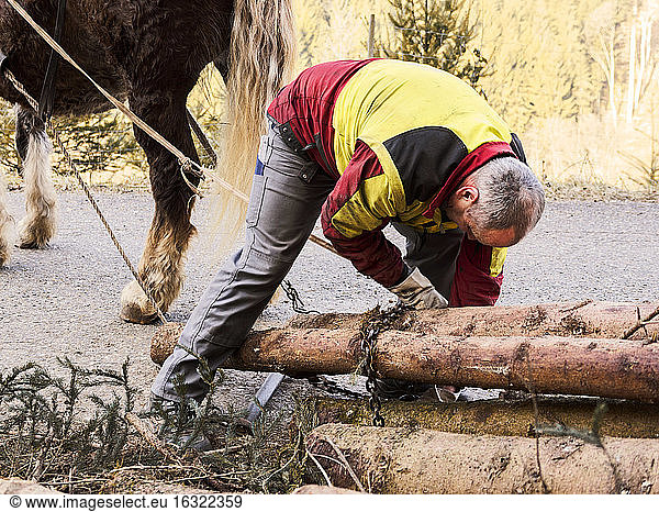 Deutschland  Mühlenbach  Holzfäller befestigt Baumstämme mit Kette