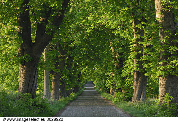 Deutschland  Mecklenburg-Vorpommern  Allee  Kastanienbaum (Aesculus hippocastanum) gesäumte Straße