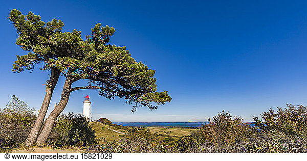 Deutschland  Mecklenburg-Vorpommern  Küstenbaum vor klarem blauen Himmel mit dem Dornbusch-Leuchtturm im Hintergrund