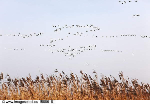 Deutschland  Mecklenburg-Vorpommern  Zingst  Vogelschwarm über braunem Gras