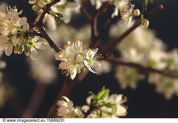 Deutschland  Mirabellenblüte im Frühling